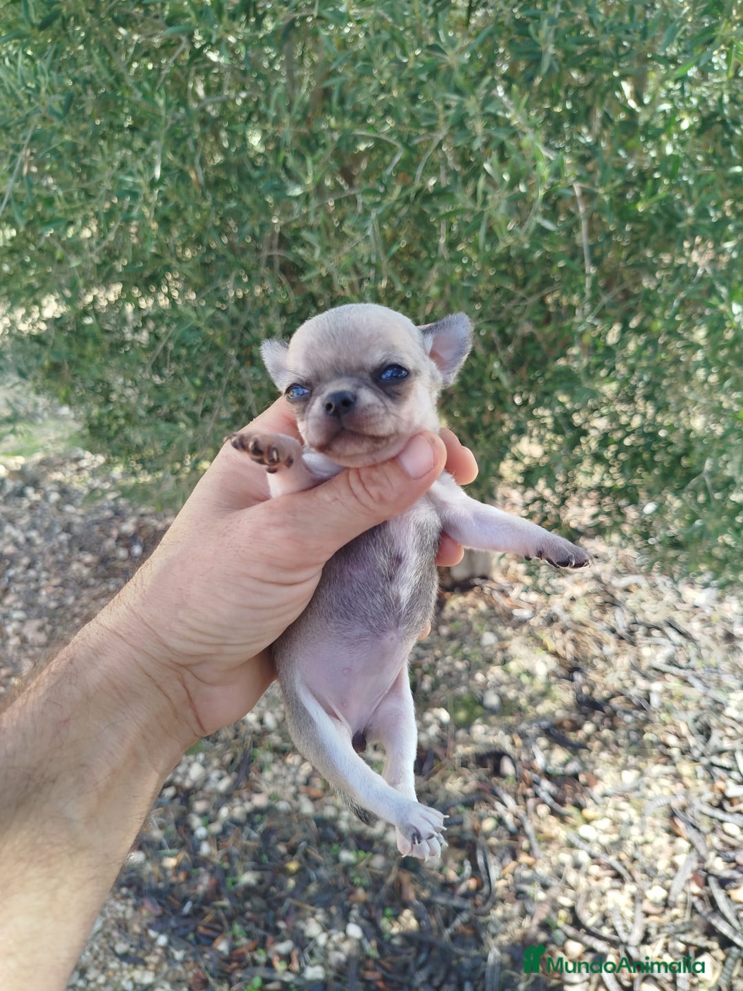 Chihuahua perros en venta: Camada de chihuahua  - Anuncio 2