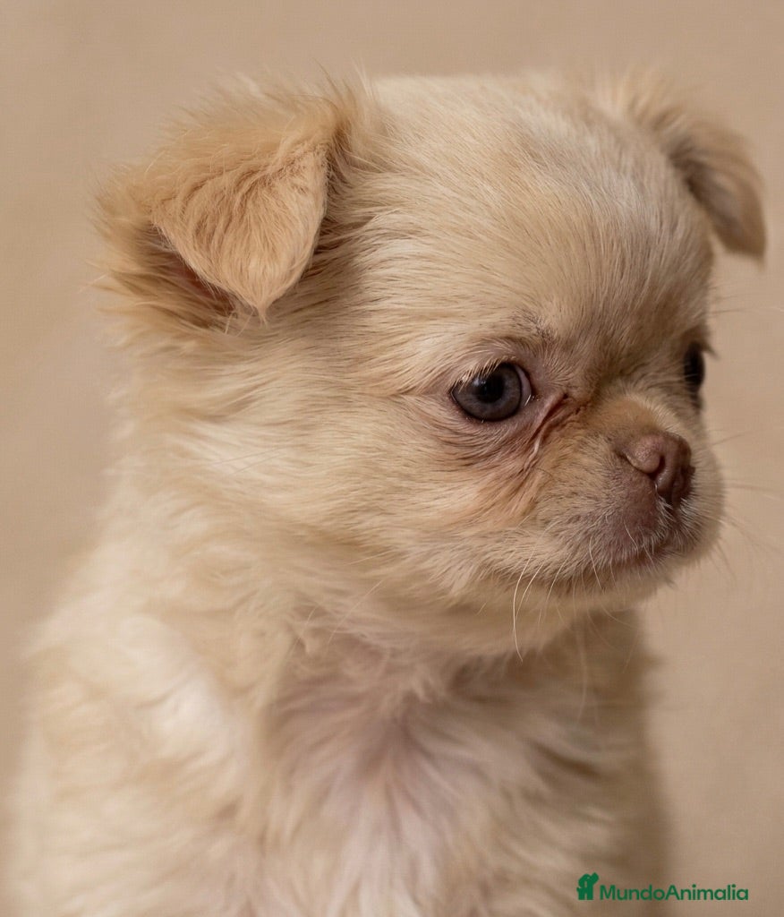 Chihuahua perros ESPECTACULAR CHIHUAHUA THAILANDES PLATINUM - Anuncio 36
