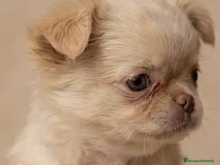 Chihuahua perros ESPECTACULAR CHIHUAHUA THAILANDES PLATINUM - Anuncio 36