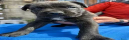 Cane Corso perros en venta: Cane corso  - Anuncio 13
