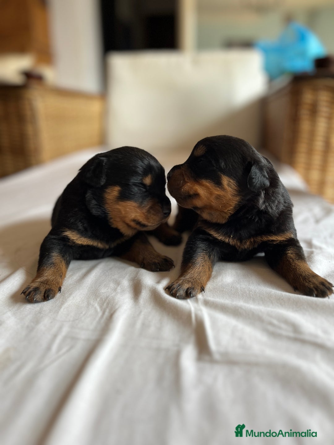Rottweiler perros en venta: ROTTWEILER cachorros - Imagen 6