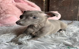 Pequeño Lebrel Italiano perros en venta: Piccolo italiano  - Imagen 6