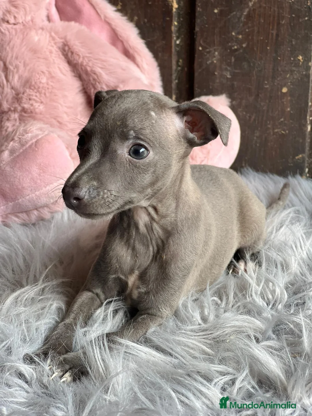Pequeño Lebrel Italiano perros en venta: Piccolo italiano  - Anuncio 6