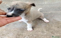 Whippet perros en venta: Whippet blue, isabela verdino - Imagen 3