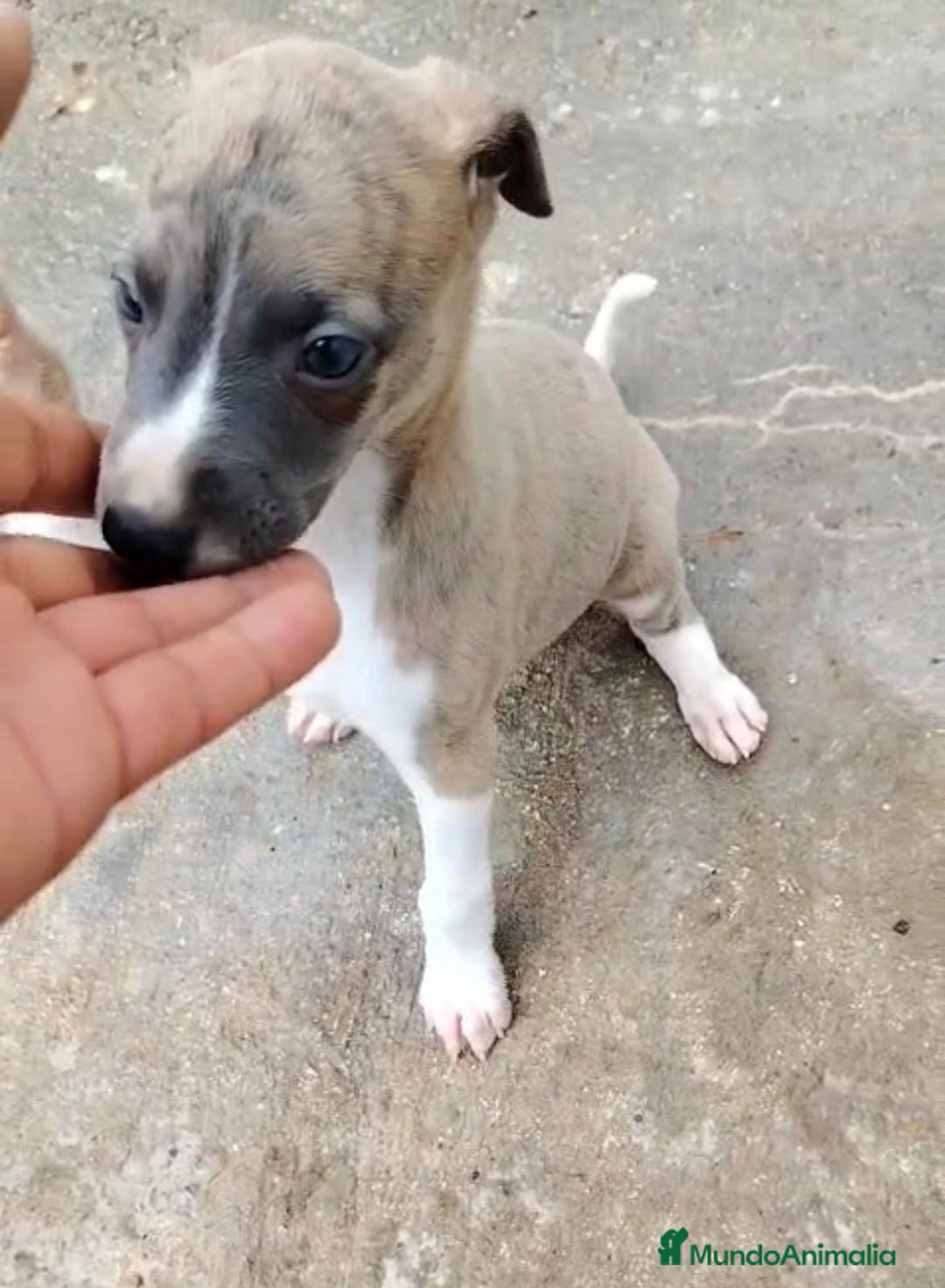 Whippet perros en venta: Whippet blue, isabela verdino - Imagen 3