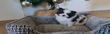 Pomerania Cachorro 2
