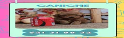 Caniche Enano perros en venta: Caniches enanos rojos y apricot  - Anuncio 1