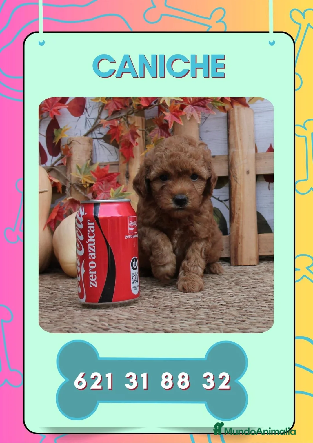 Caniche Enano perros en venta: Caniches enanos rojos y apricot  - Anuncio 1
