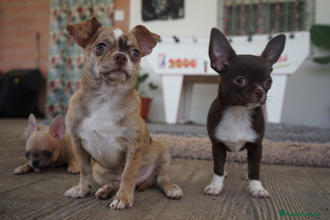 Chihuahua perros en venta: 🌈 Chihuahuas únicos: Luxor, Ronda y Paddy - Imagen 15