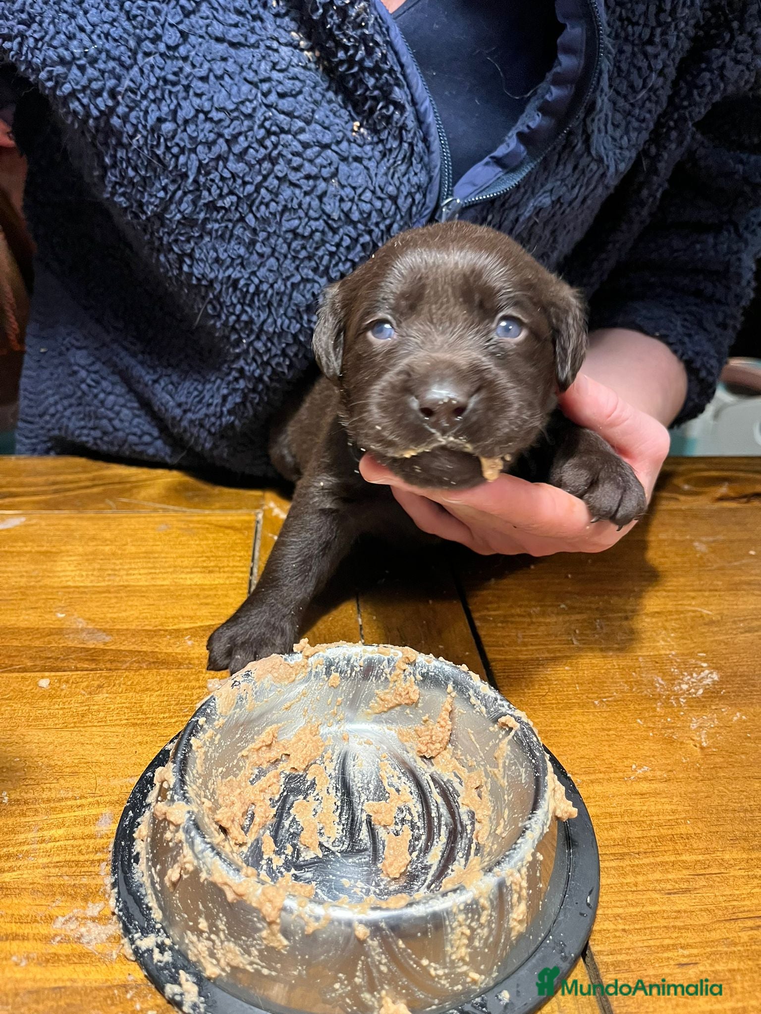 Labrador Retriever perros Camada espectacular de labradores chocolate - Anuncio 2