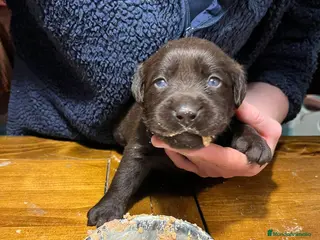 Labrador Retriever perros Camada espectacular de labradores chocolate - Anuncio 4
