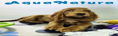 Cocker Spaniel Hembra
