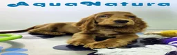 Cocker Spaniel Inglés perros en venta: Cocker Spaniel Hembra - Anuncio 9