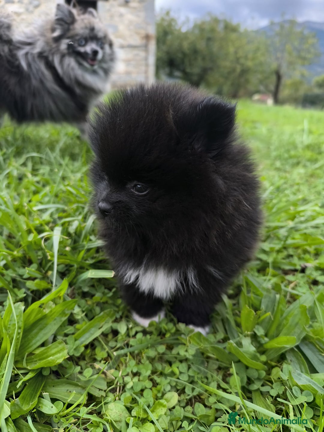 Pomerania perros en venta: Preciosos cachorros de pomerania - Imagen 9
