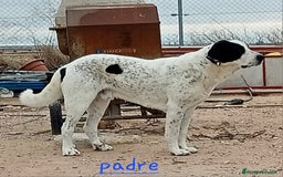 Mastín Español perros en venta: Camada de mastin español - Imagen 4