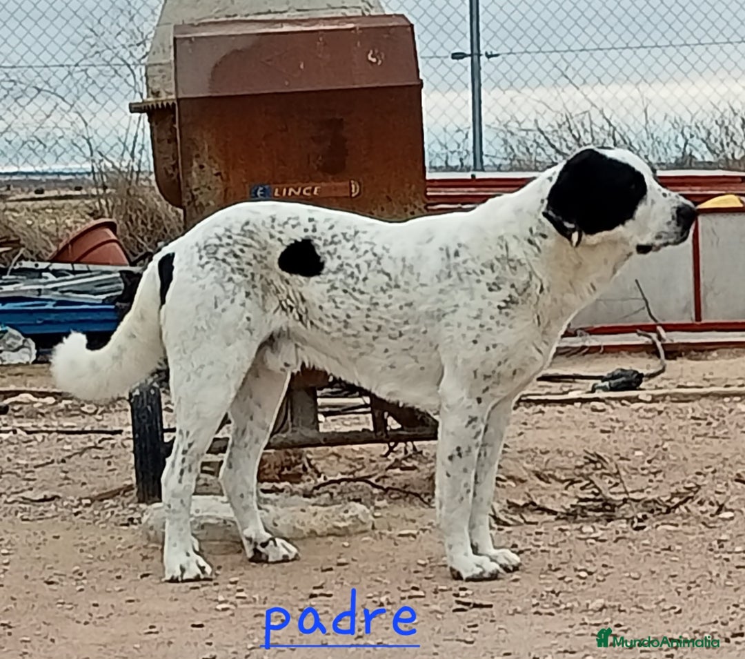 Mastín Español perros en venta: Camada de mastin español - Imagen 4