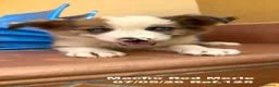 Border Collie perros en venta: Border Collie De Villa Biznaga - Anuncio 16