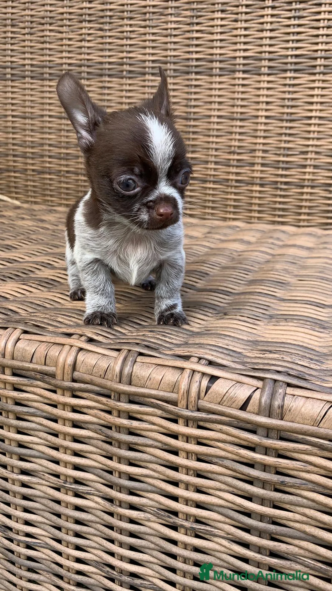 Chihuahua perros en venta: Chihuahuas  en Illes Balears - Anuncio 20