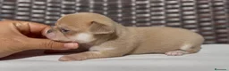 Chihuahua perros en venta: PRECIOSO CHIHUAHUA LÍNEA RUSA CABEZA DE MANZANA - Anuncio 3