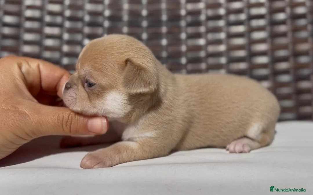 Chihuahua perros en venta: PRECIOSO CHIHUAHUA LÍNEA RUSA CABEZA DE MANZANA - Anuncio 3
