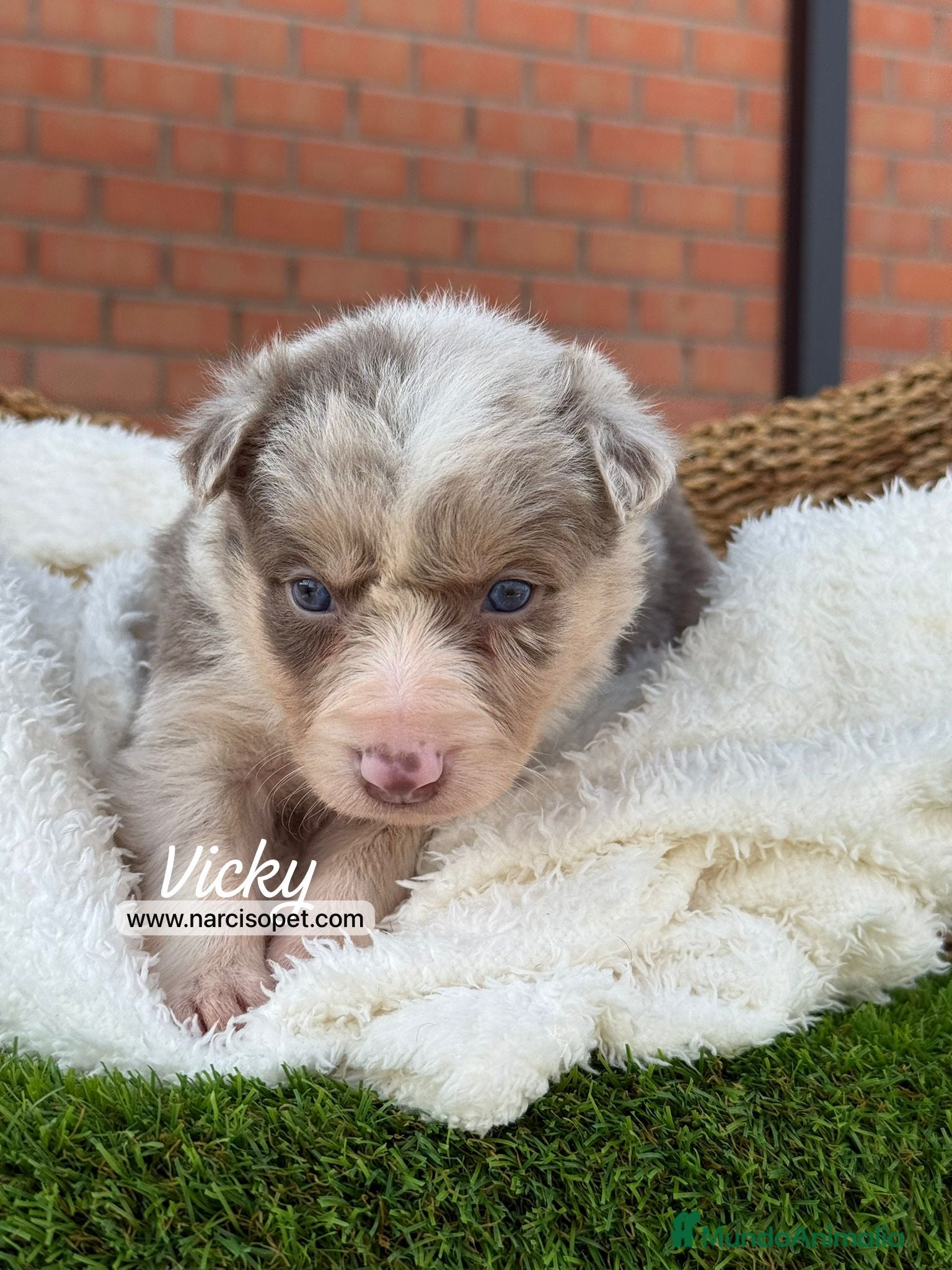 Border Collie perros en venta: BORDER COLLIE LILAC MERLE - Anuncio 4