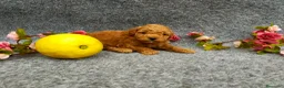 Caniche Toy perros en venta: PRECIOSOS CANICHE  ROJO LINEA TOY - Anuncio 24