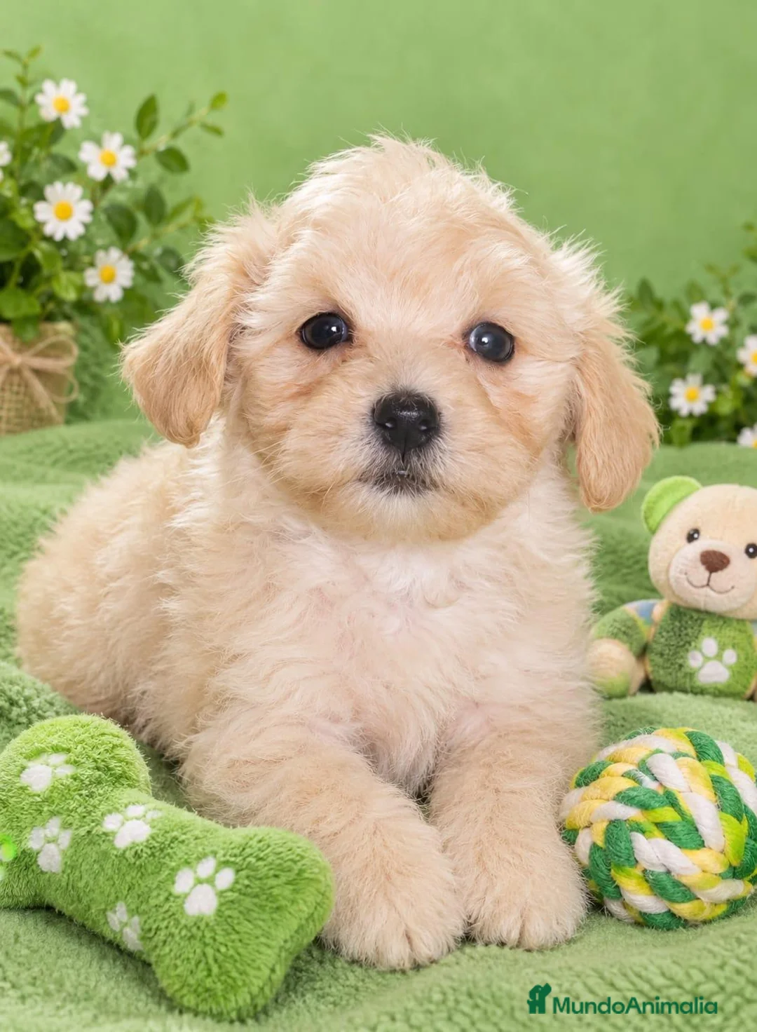 Maltipoo perros en venta: EJEMPLARES DE MALTIPOO 50%ASIÁTICO  en Málaga - Anuncio 2