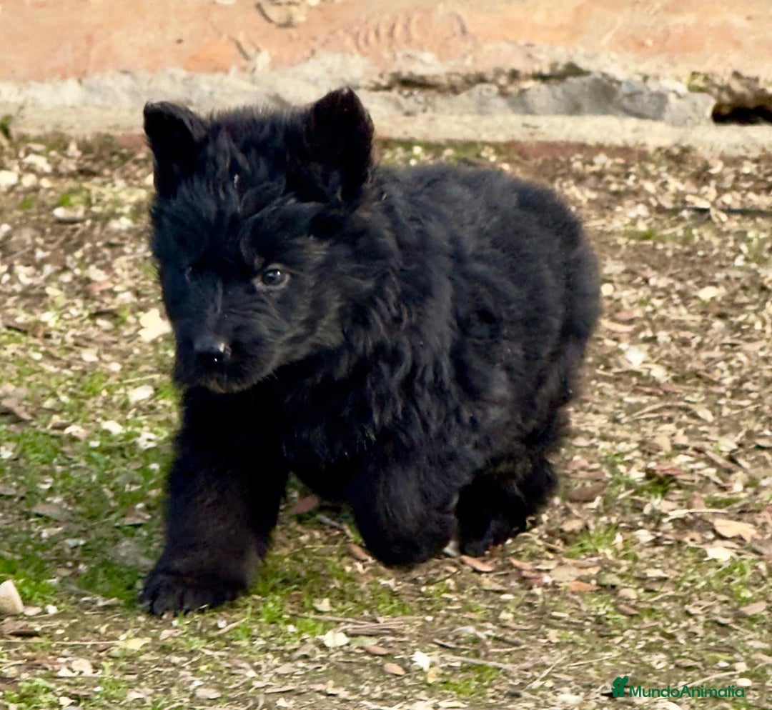 Pastor Alemán perros en venta: Pastores alemanes belleza , 100% líneas alemanas - Anuncio 10