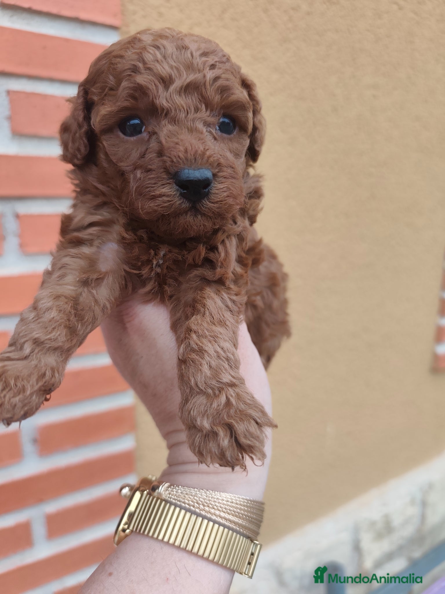 Caniche Toy perros CANICHE TOY MACHO ❤️ - Anuncio 2