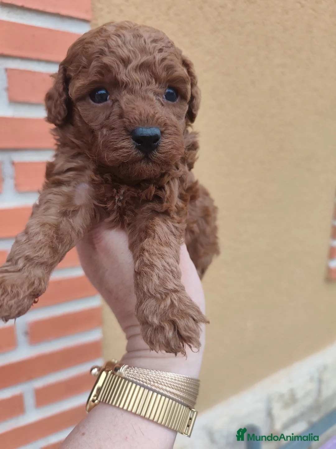 Caniche Toy perros en venta: CANICHE TOY MACHO ❤️ - Anuncio 1