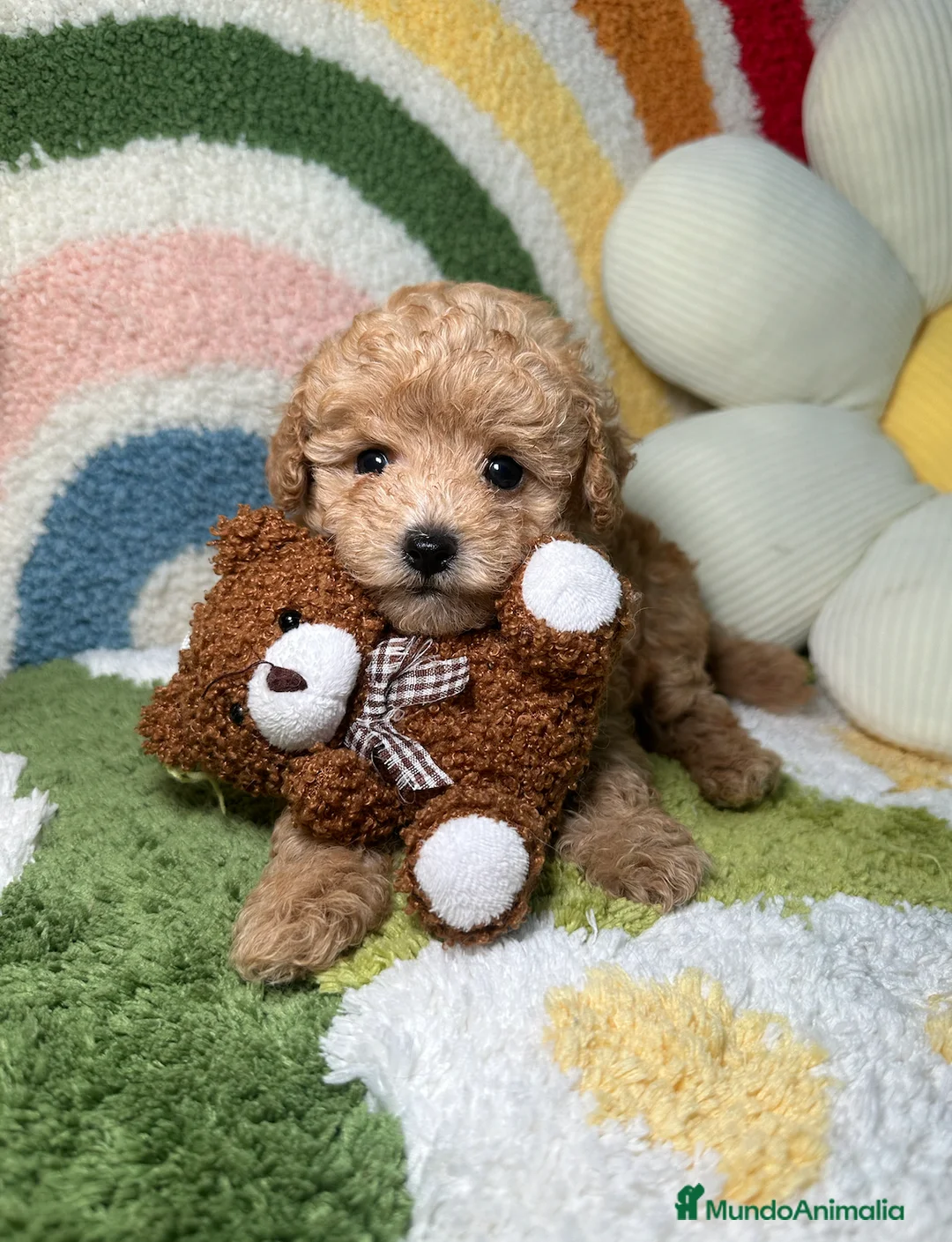 Caniche Toy perros en venta: Caniche Toy Macho - Anuncio 1
