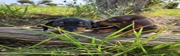 Teckel Miniatura perros en venta: Teckel kanichen precio real - Anuncio 4