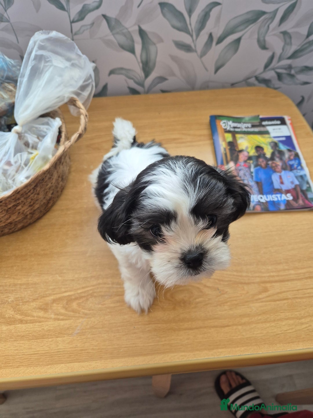 Raza Mixta perros en venta: Perrita mezcla bichon maltes con shih tzu - Imagen 1