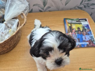 Raza Mixta perros - Anuncio 1