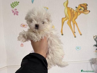 Bichón Maltés perros BICHÓN MALTÉS EXCLUSIVO EN VENTA – CALIDAD PREMIUM - Anuncio 1