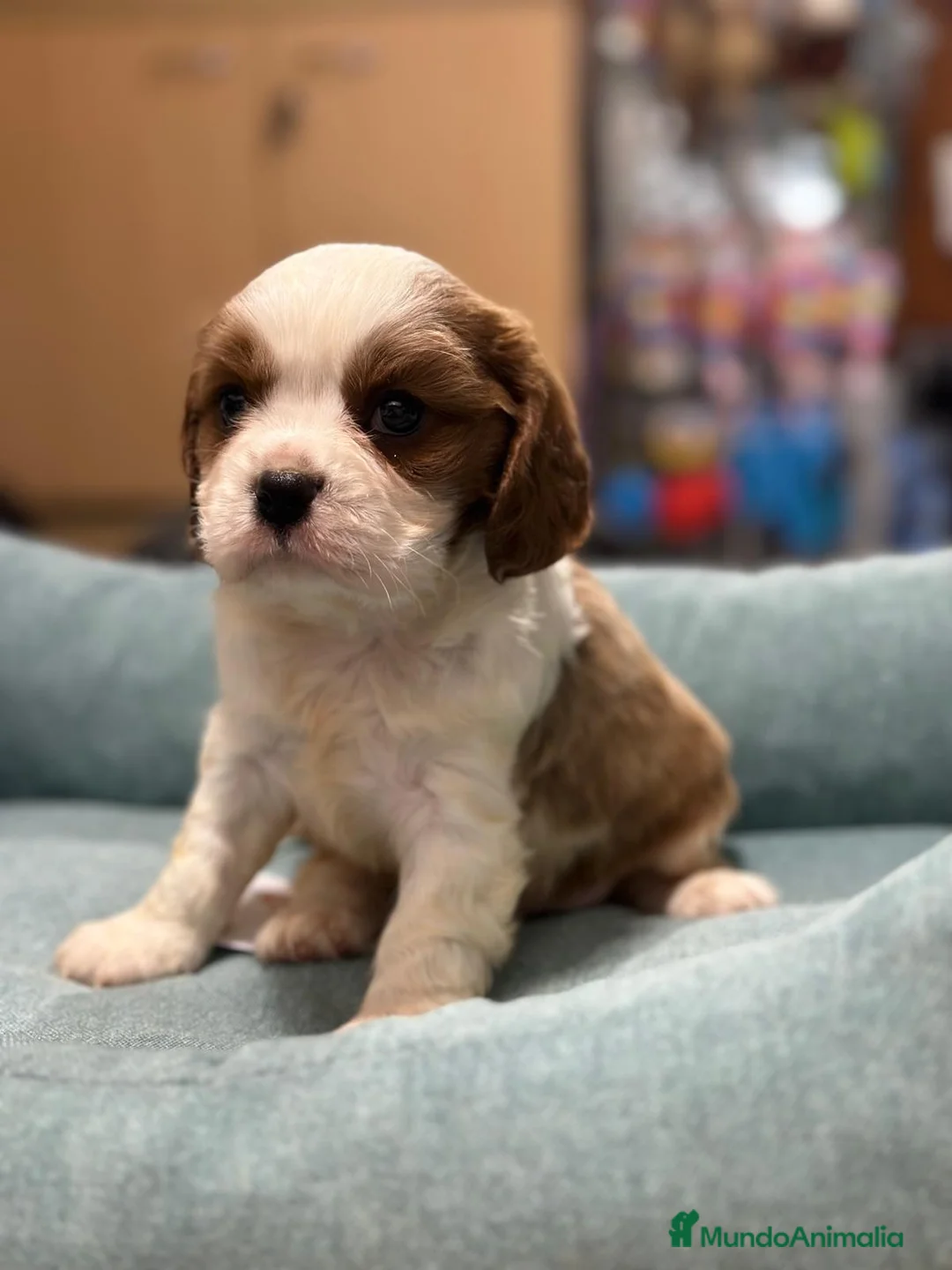Cavalier King Charles Spaniel perros en venta: Cavalier  en Barcelona - Anuncio 2