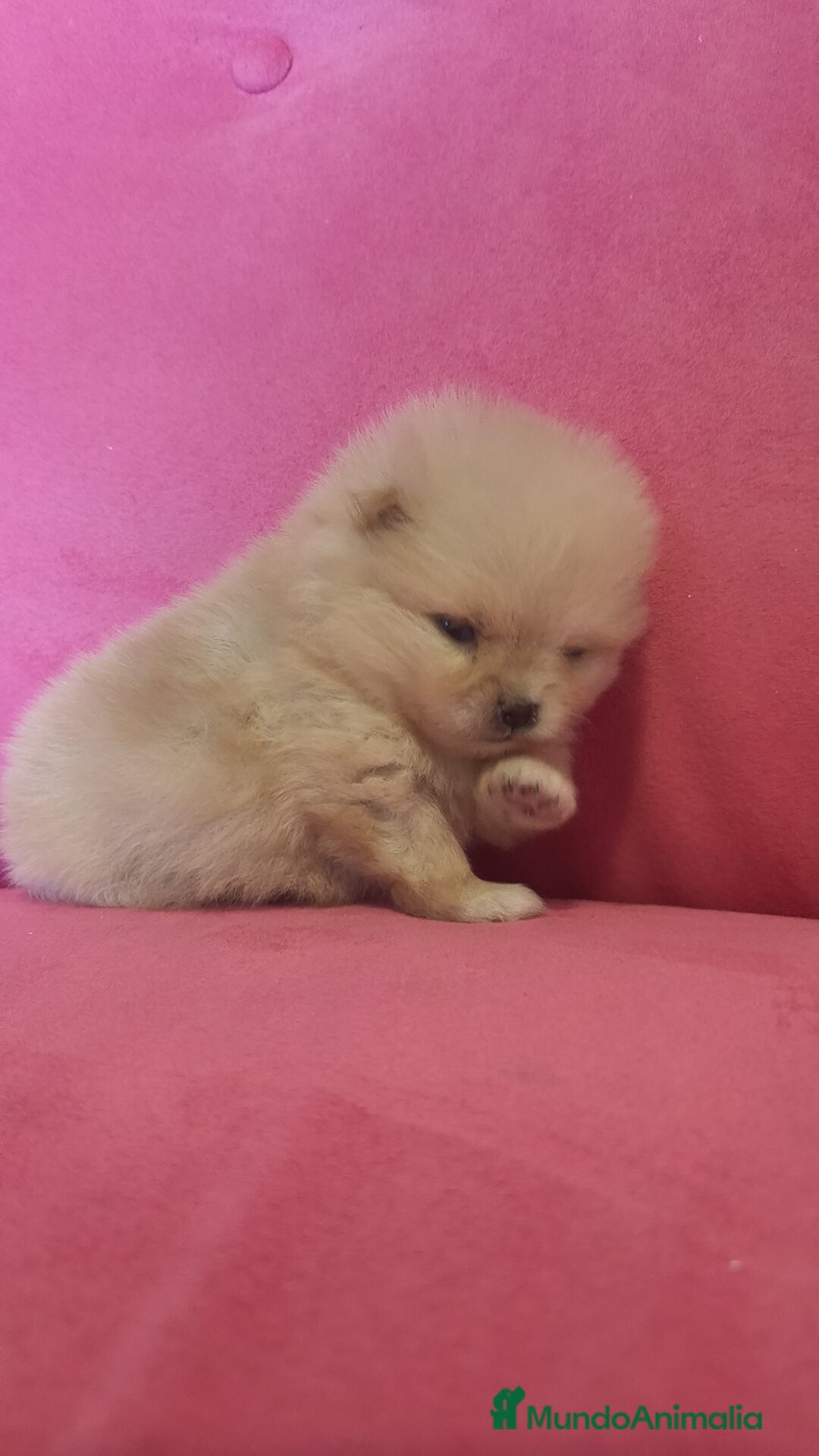 Pomerania perros en venta: Lulú Pomerania hembra y macho  - Anuncio 3