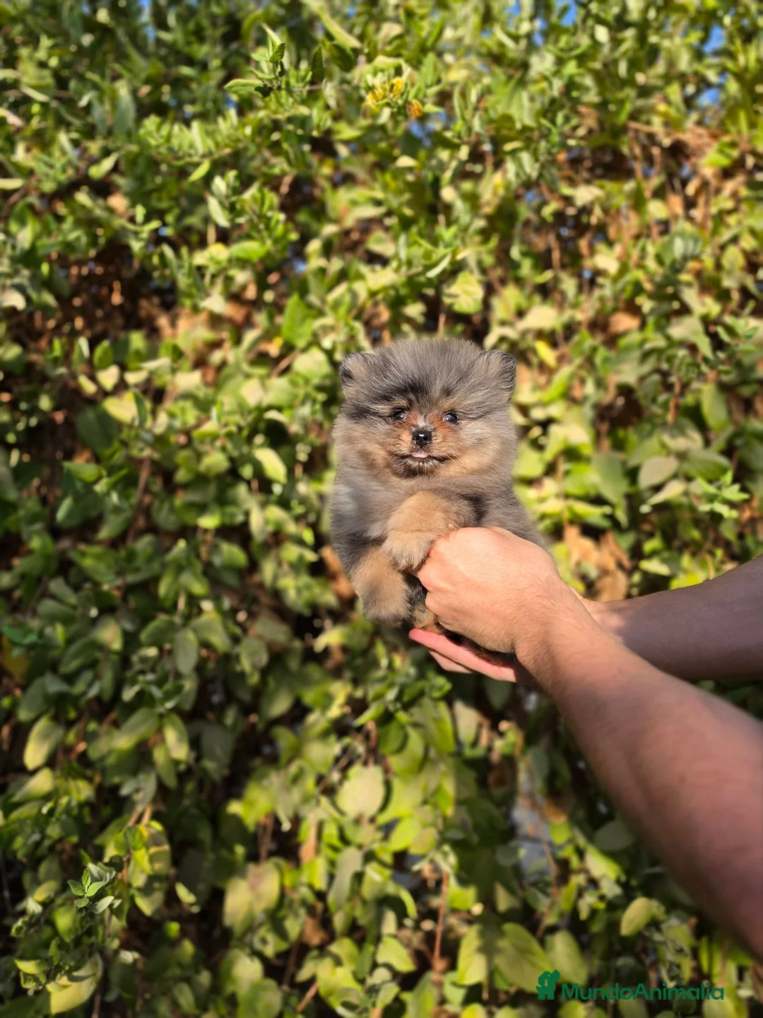 Pomerania perros en venta: LULU DE POMERANIA MERLE - Anuncio 2