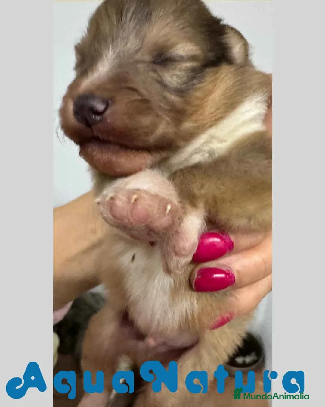 Perro Pastor de las Shetland perros en venta: Pastor de Shetland Macho de Nua AQUANATURA - Anuncio 2