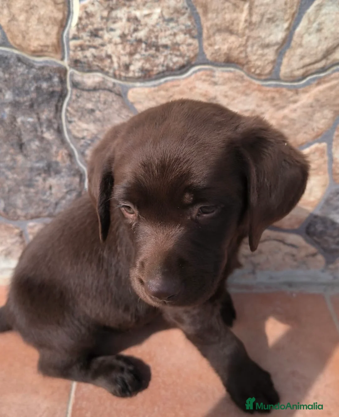 Labrador Retriever perros en venta: Espectacular labrador macho chocolate en Málaga - Anuncio 3