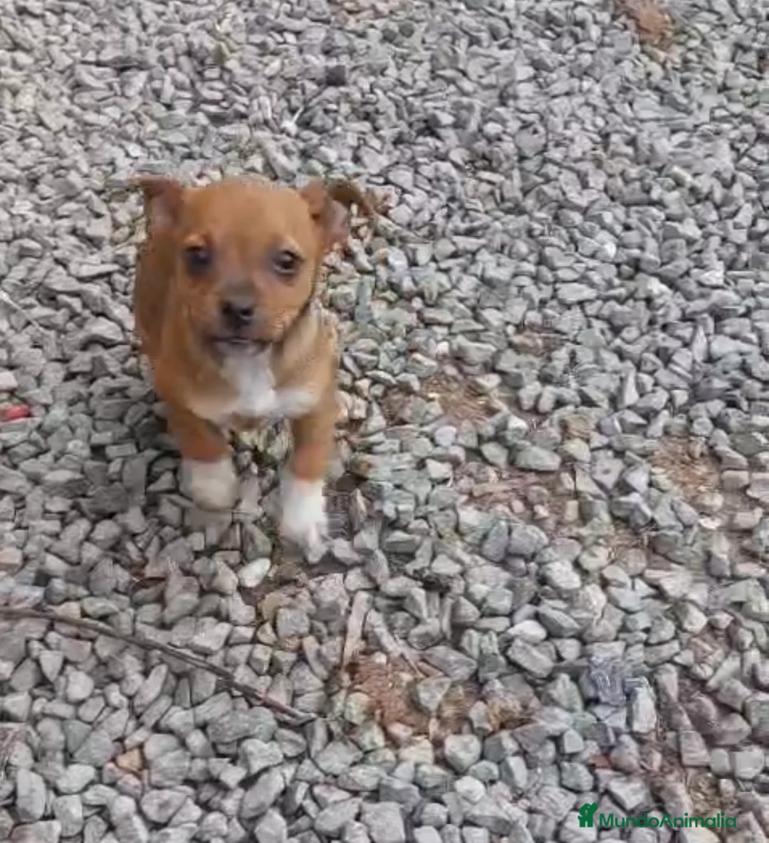 Raza Mixta perros en venta: PRECIOSO CACHORRO (leer bien anuncio) - Anuncio 1