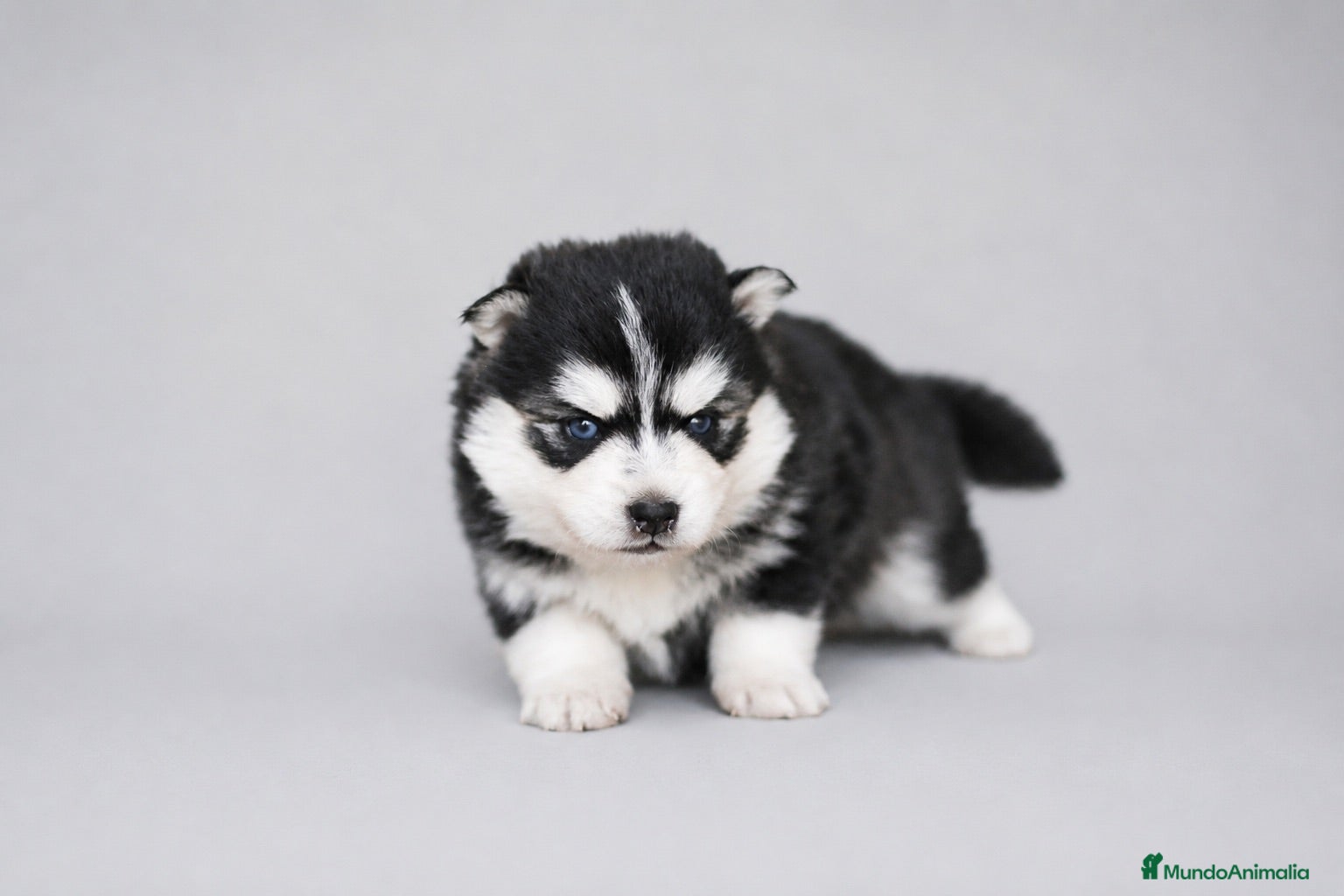 Pomsky perros Pomsky F4 - Anuncio 3