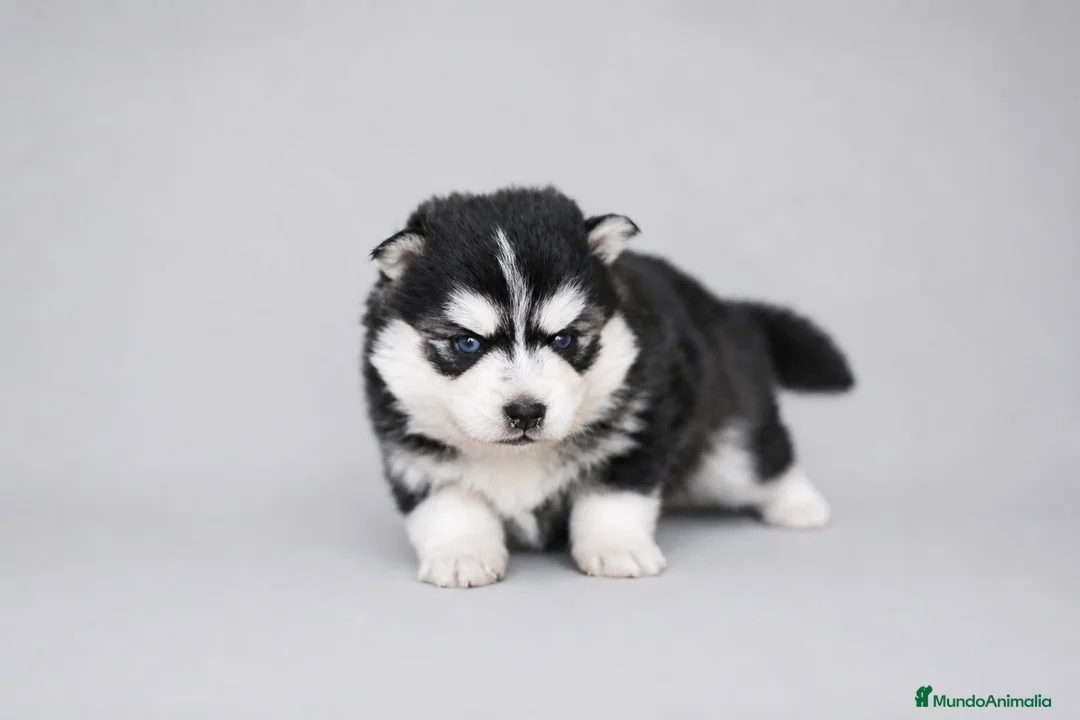 Pomsky perros en venta: Pomsky F4 - Anuncio 1