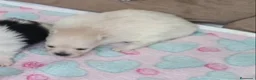 Pomerania perros en venta: POMERANIAS LINDAS HEMBRITAS - Anuncio 2