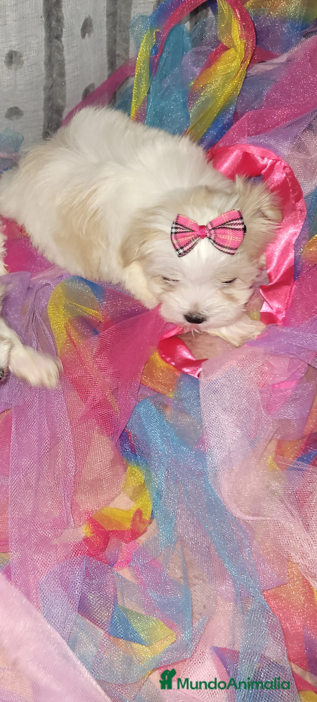 Imagen de galería {{count}}