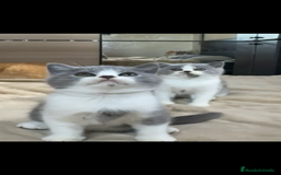 Británico de Pelo Corto gatos en venta: Cachorro british bicolor azul - Imagen 2