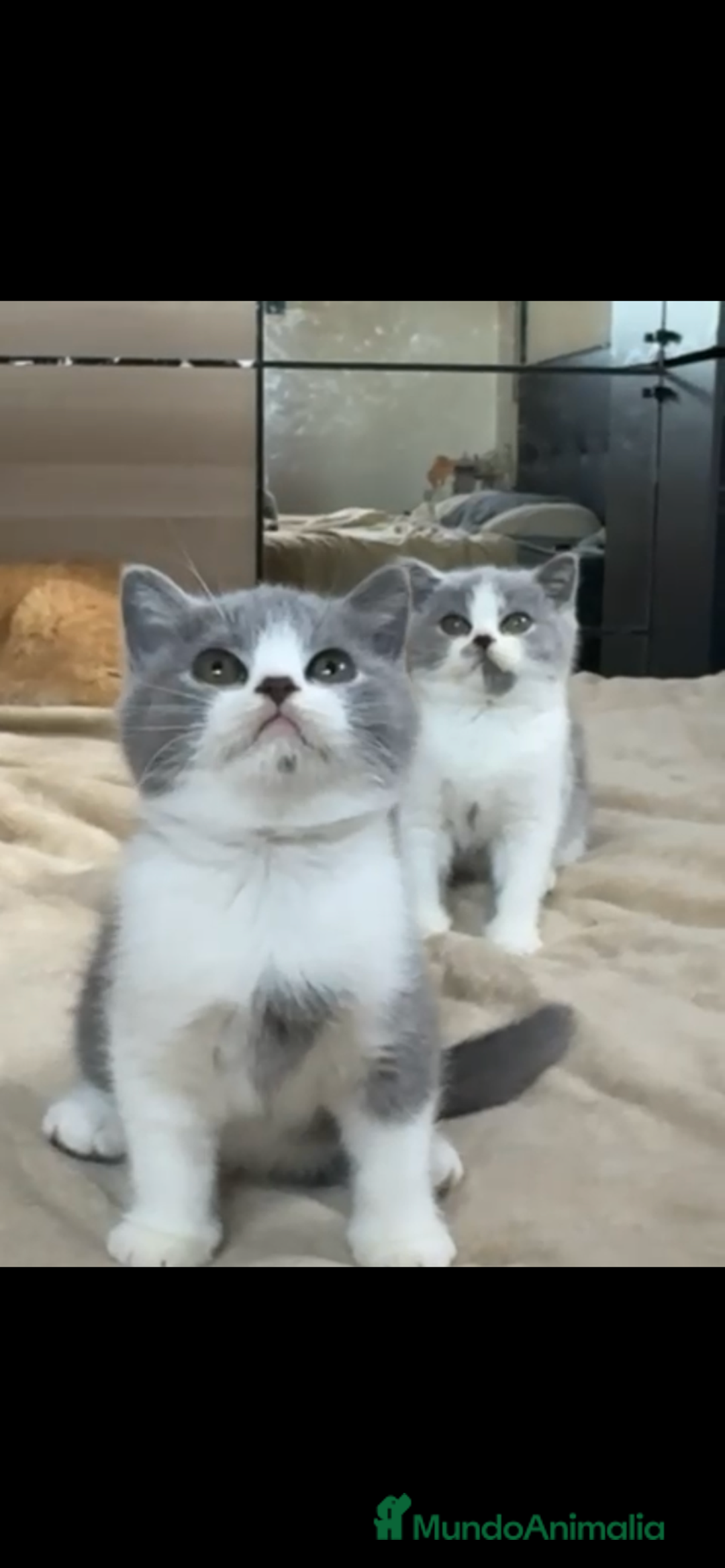 Británico de Pelo Corto gatos en venta: Cachorro british bicolor azul - Imagen 2