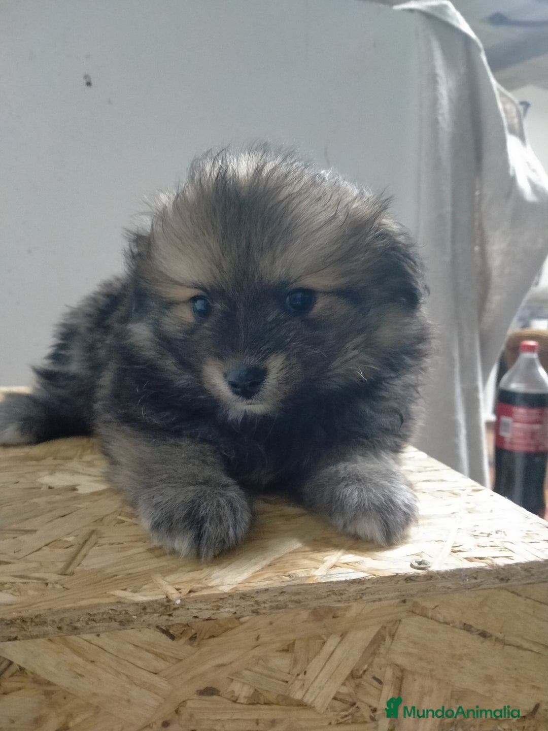 Pomerania perros en venta: Cachorritos de pomerania  - Imagen 5