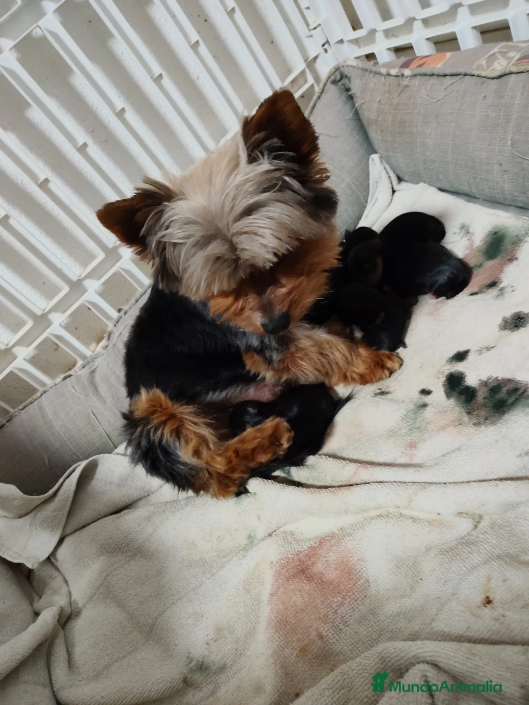 Yorkshire Terrier perros en venta: Yorkshire terrier  - Anuncio 3