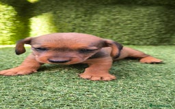 Teckel Miniatura perros en venta: camada teckel mini  - Imagen 8